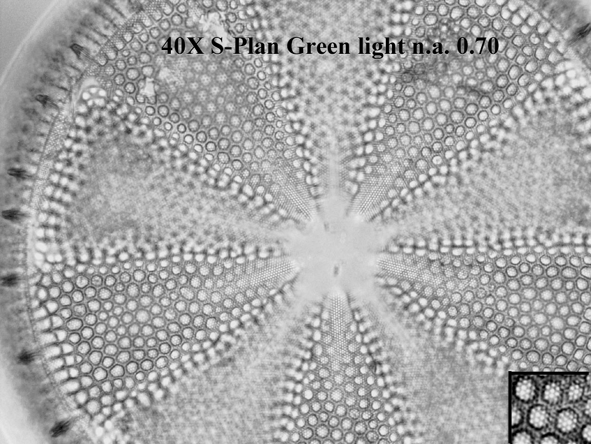 diatom
