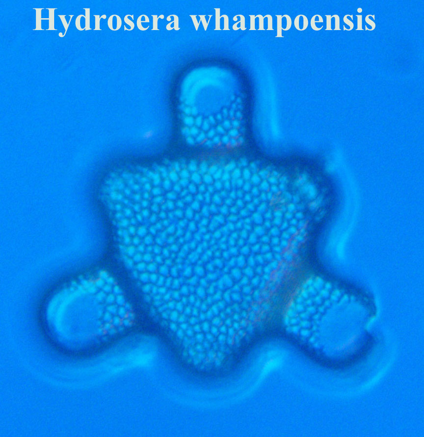diatom