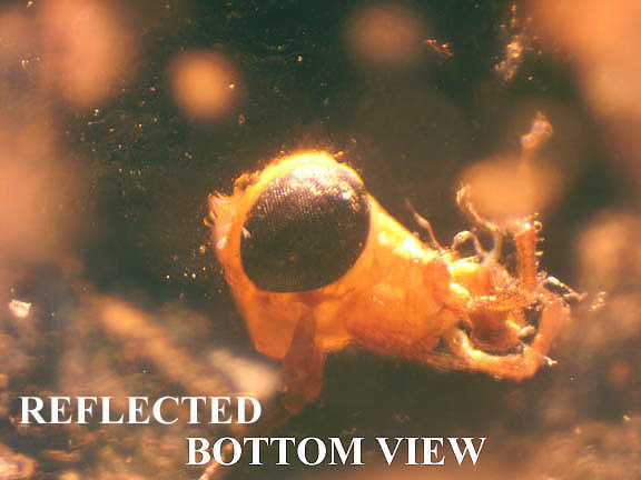 reflected (bottom)view