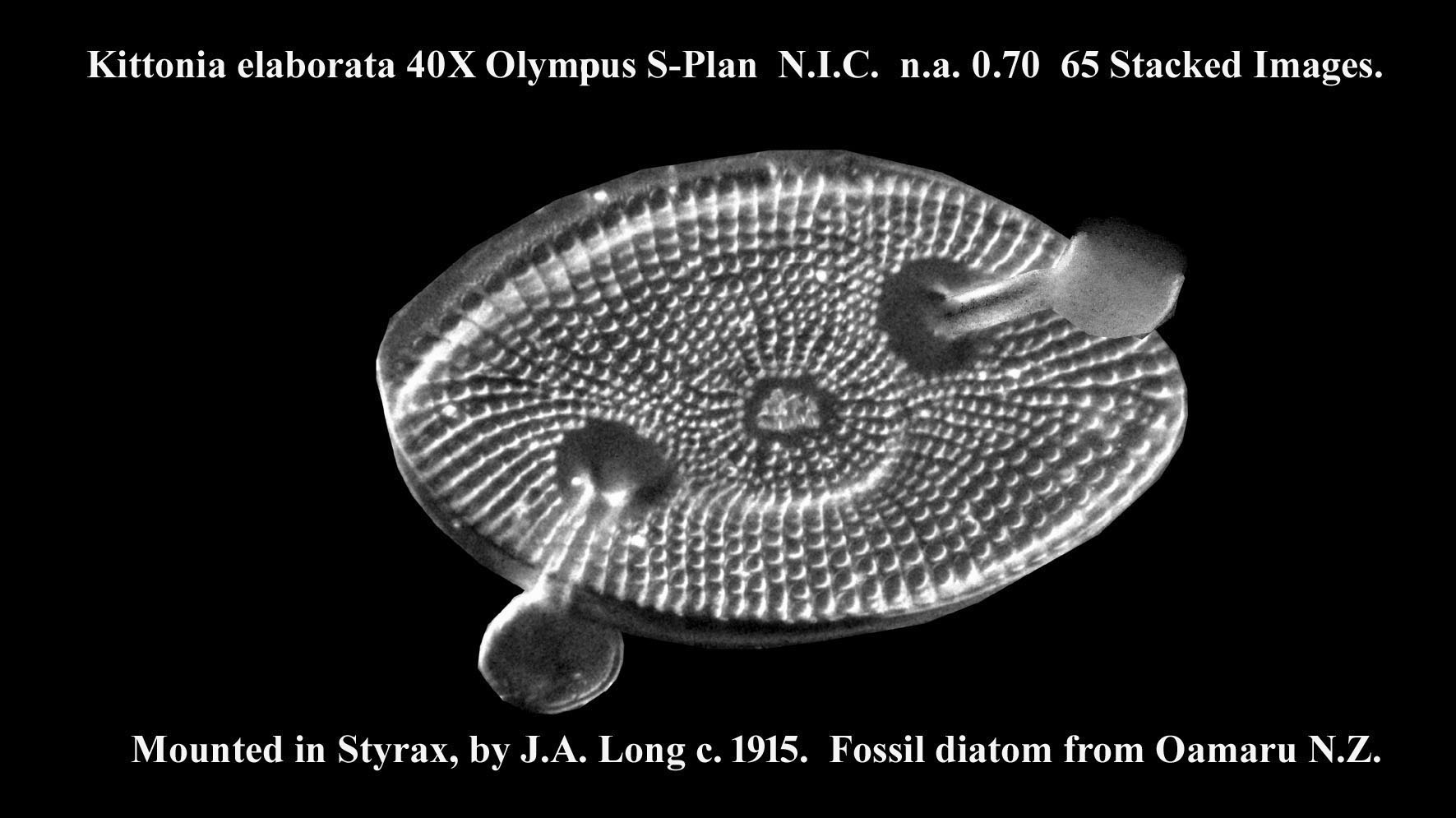 diatom