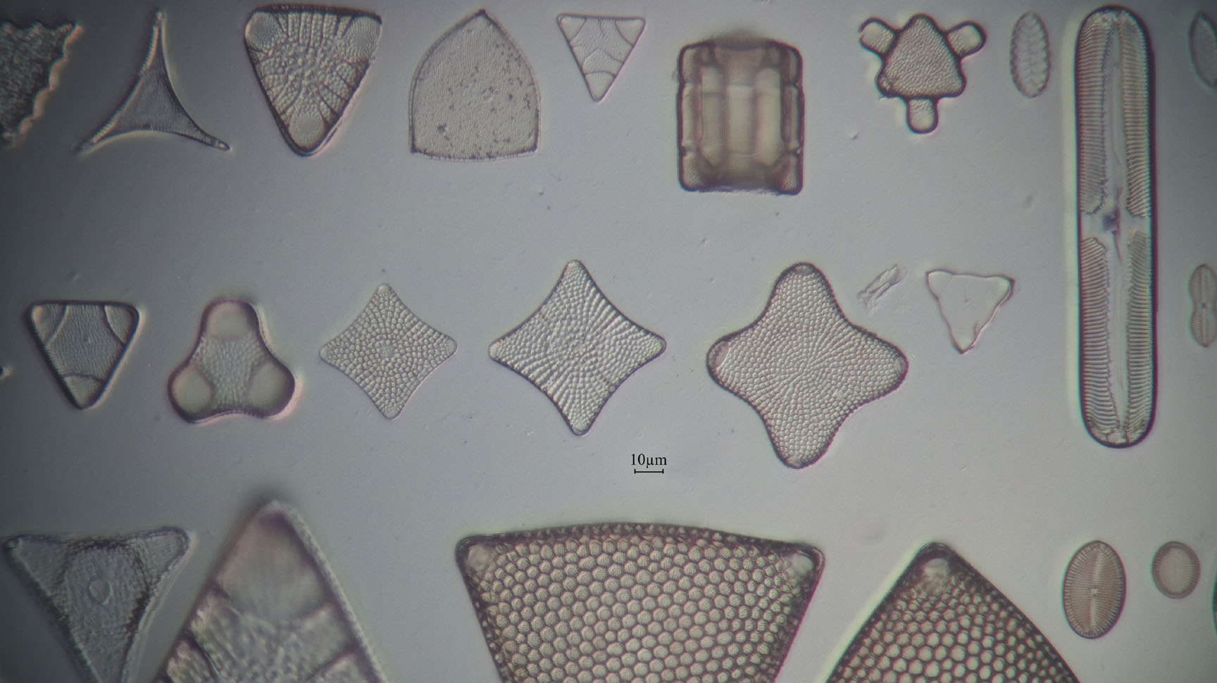 diatom