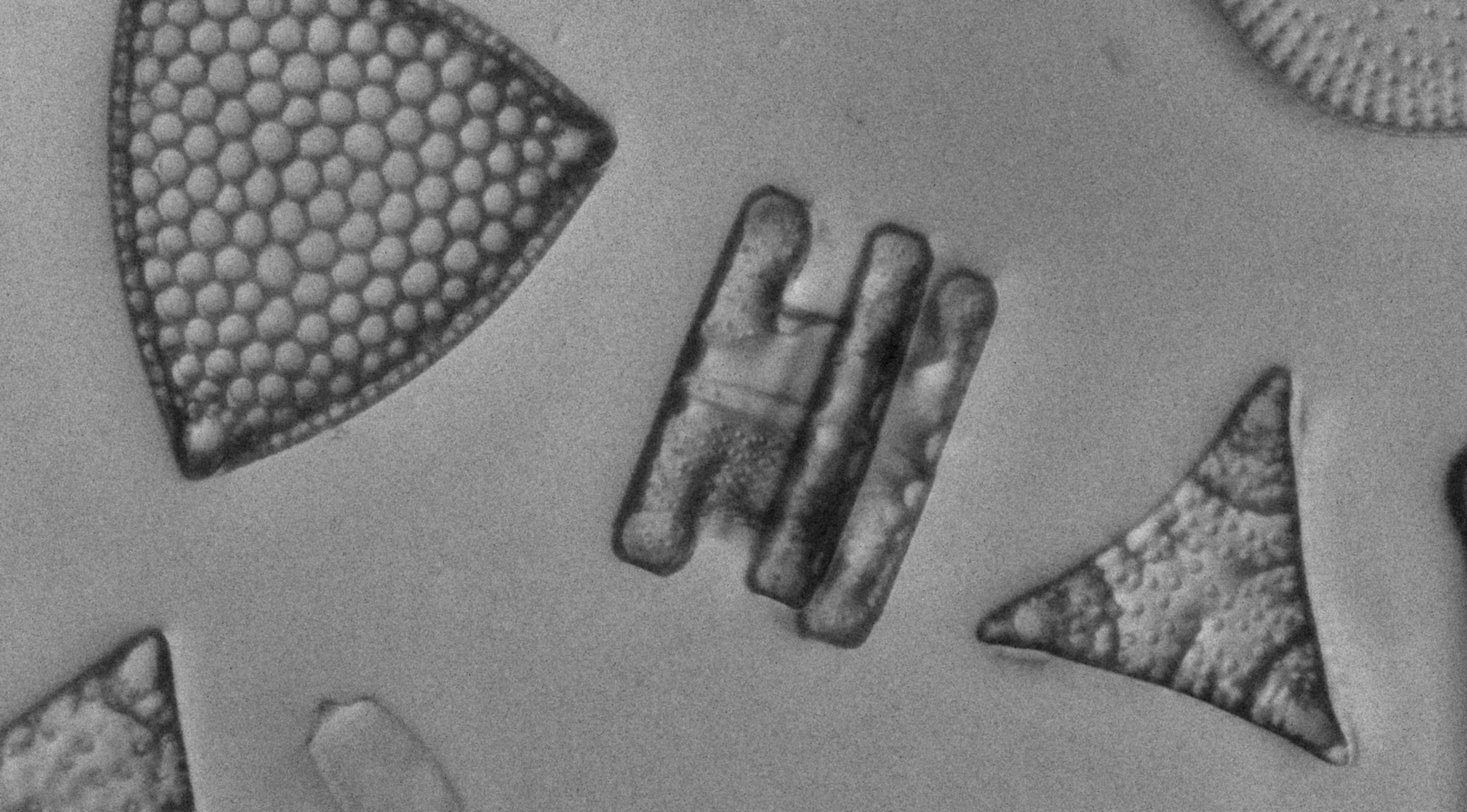 diatom