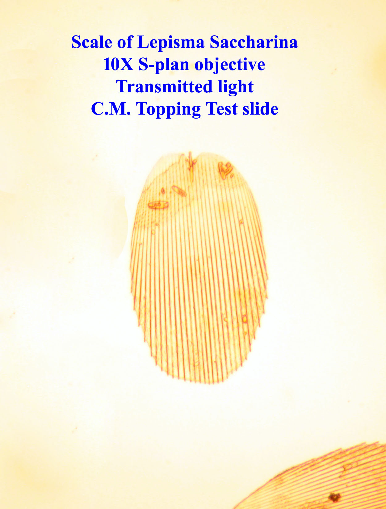 Scale of Lepisma