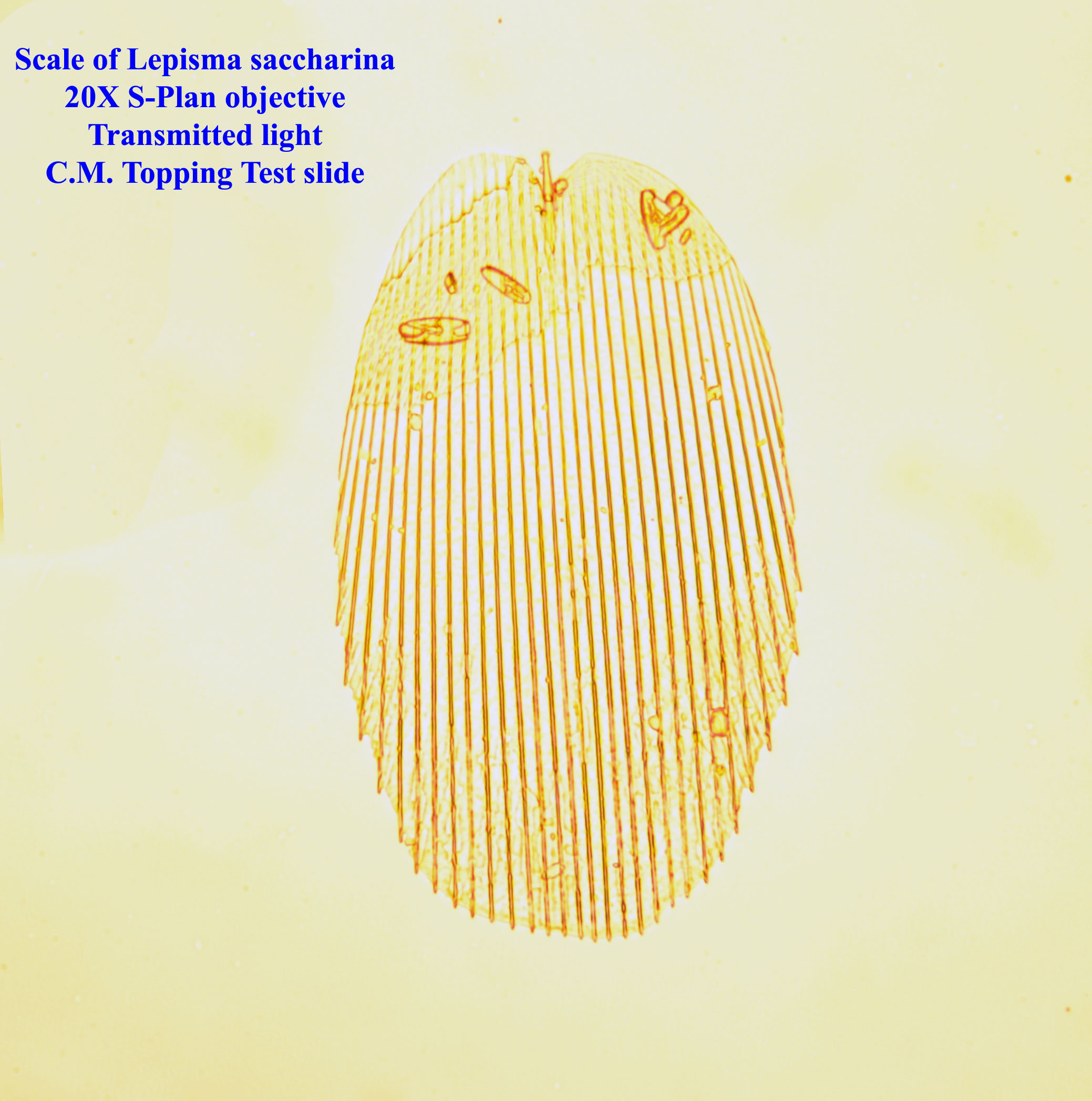 Scale of Lepisma