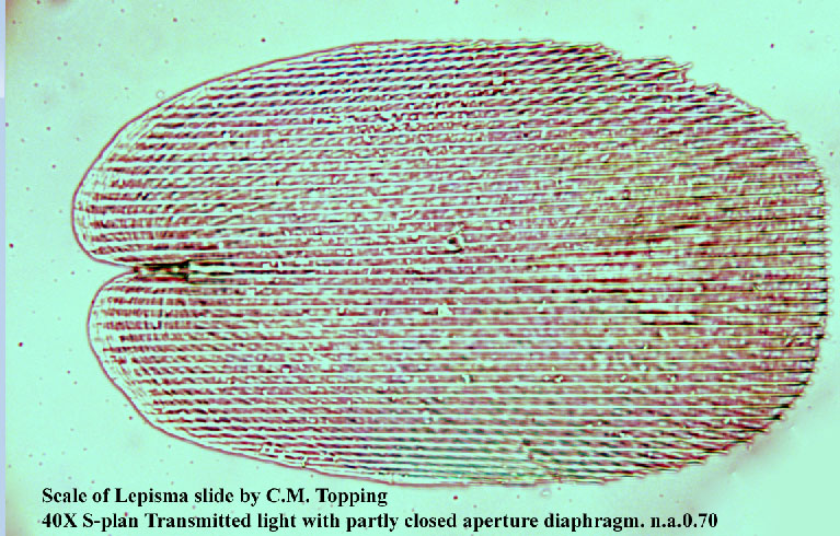 Scale of Lepisma