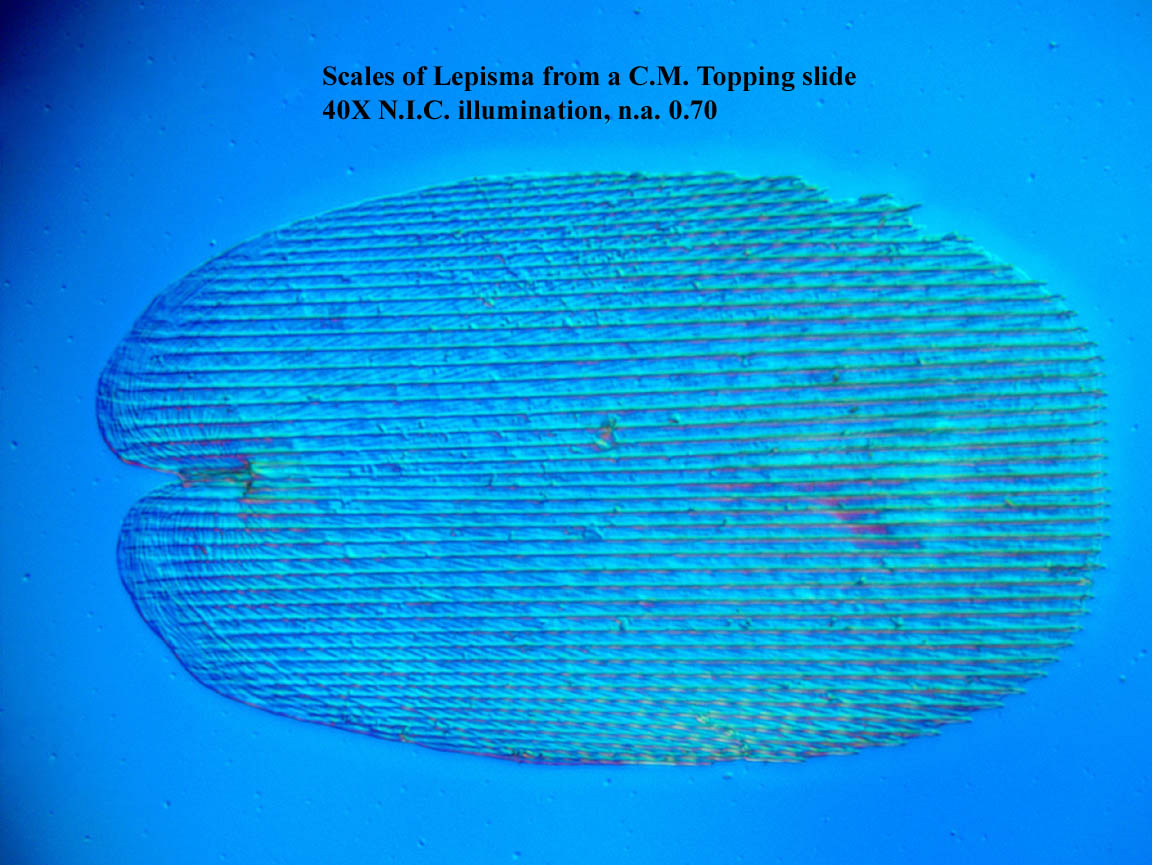 Scale of Lepisma