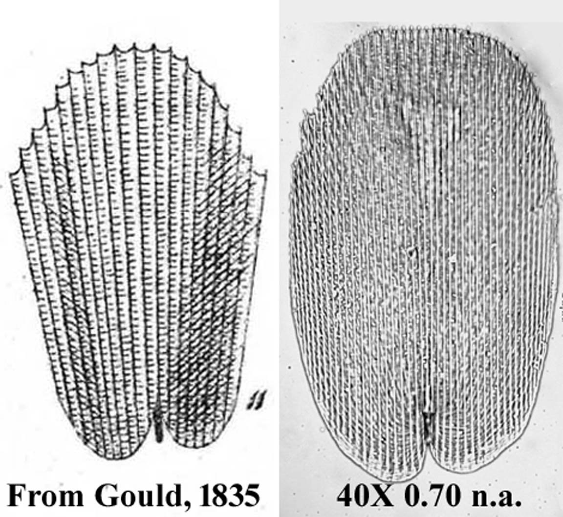 Scale of Lepisma