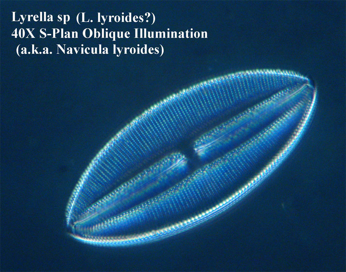Firth test slide