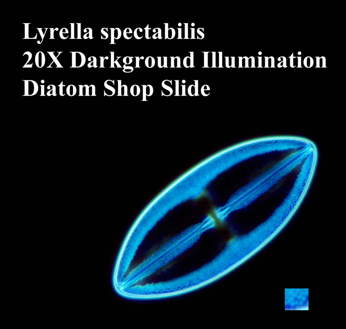 L spectabilis