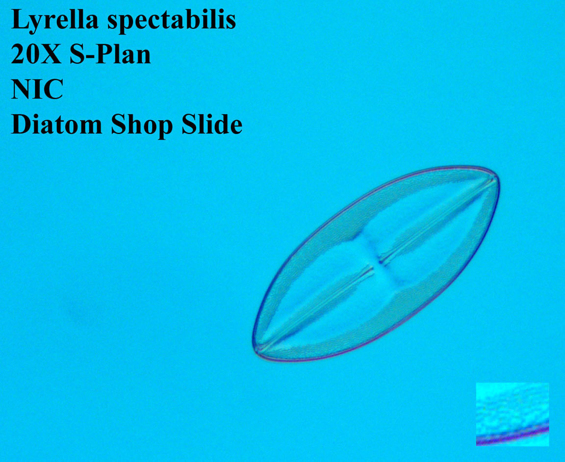 L spectabilis