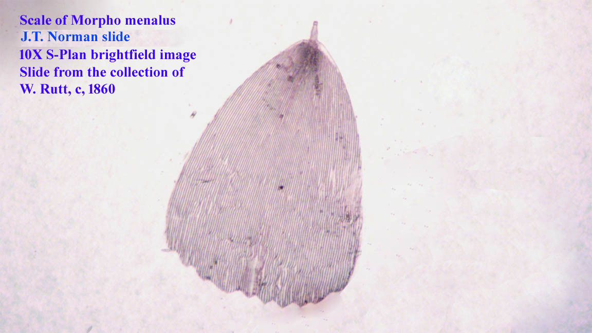 Scale of Morpho menalus
