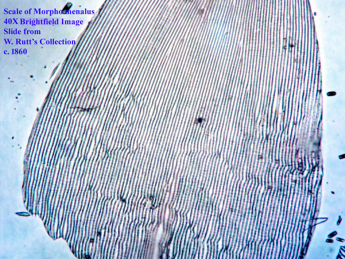 Scale of Morpho menalus