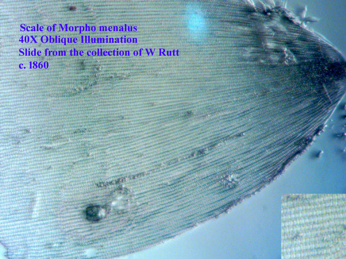 menalus