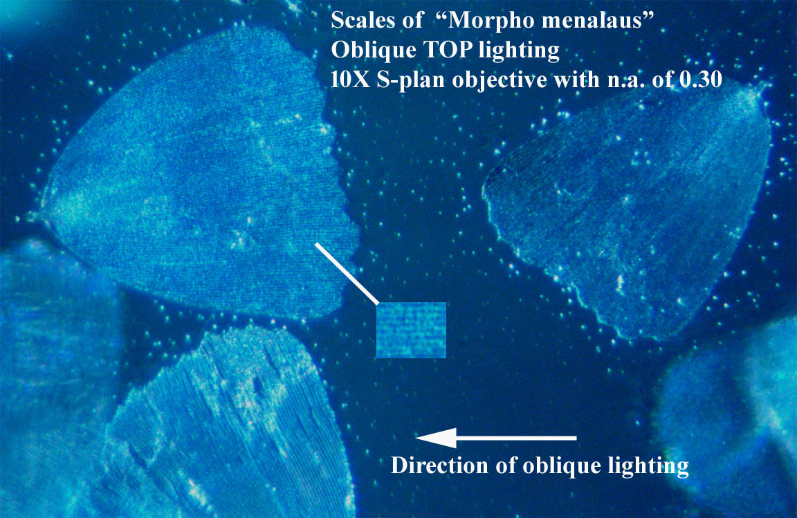 Scale of Morpho menalus