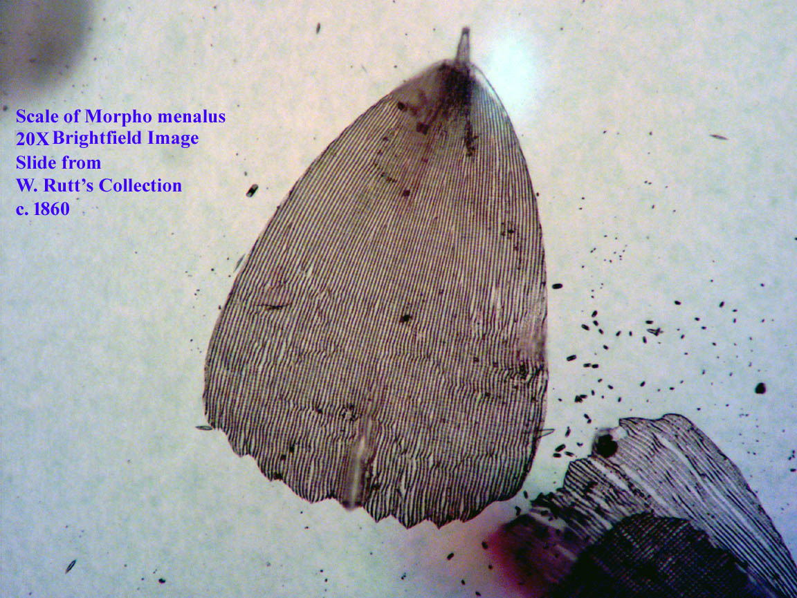 Scale of Morpho menalus