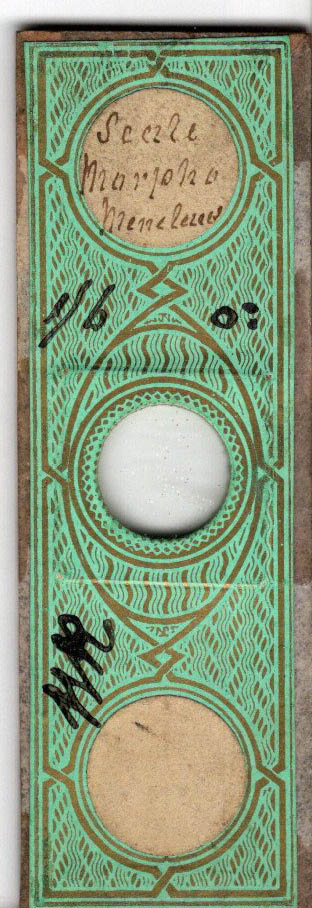 Rutt Slide of Morpho menalus Scales