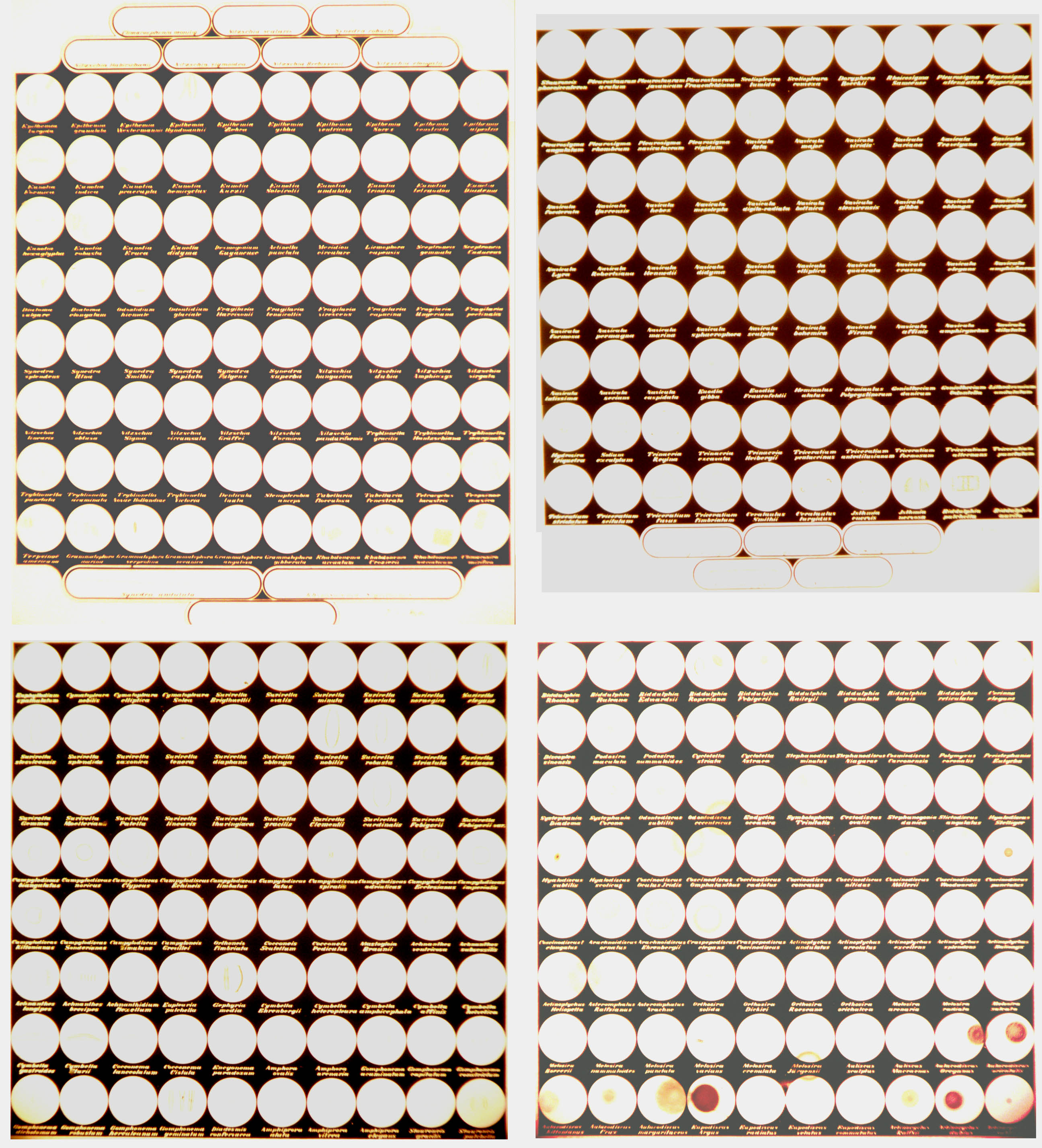 4 grids