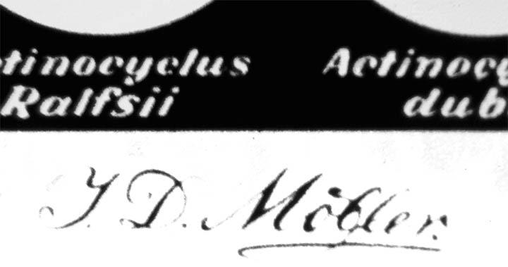 sig
