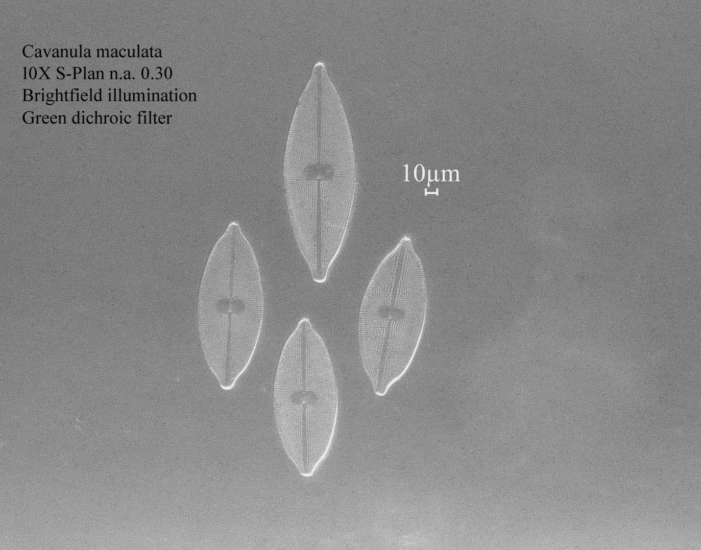 Navicula maculata diatom