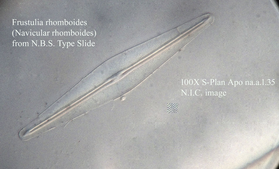 diatom