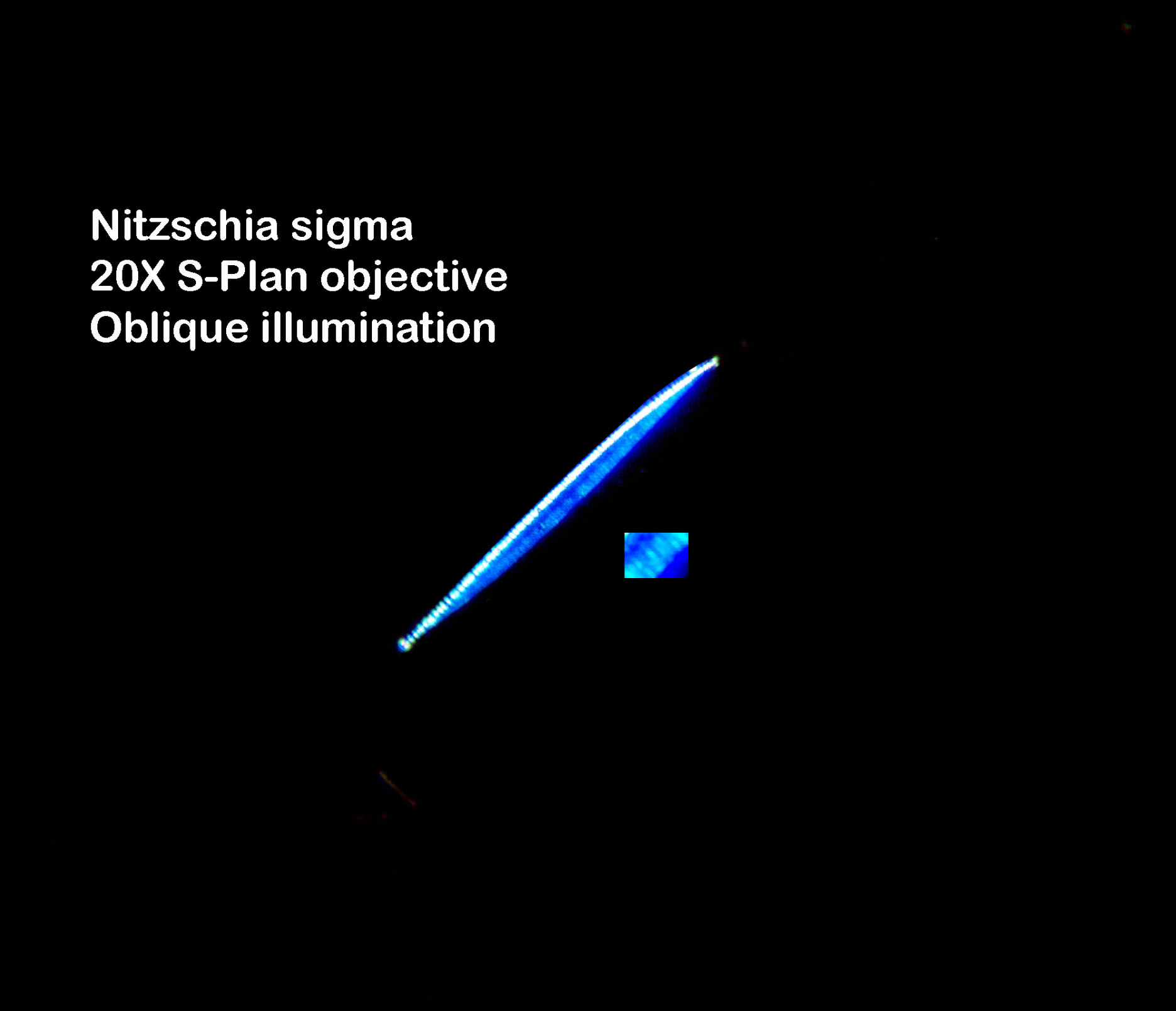 N. sigma oblique illumination