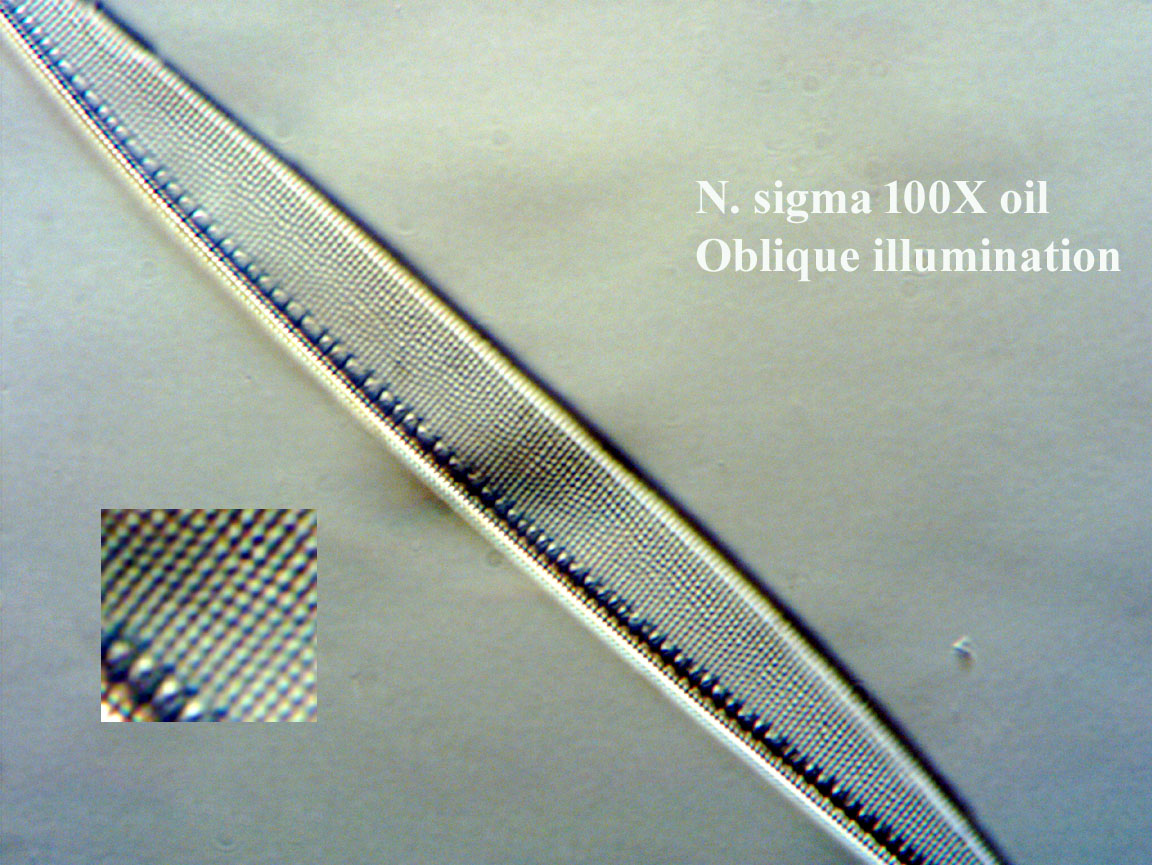 Firth test slide