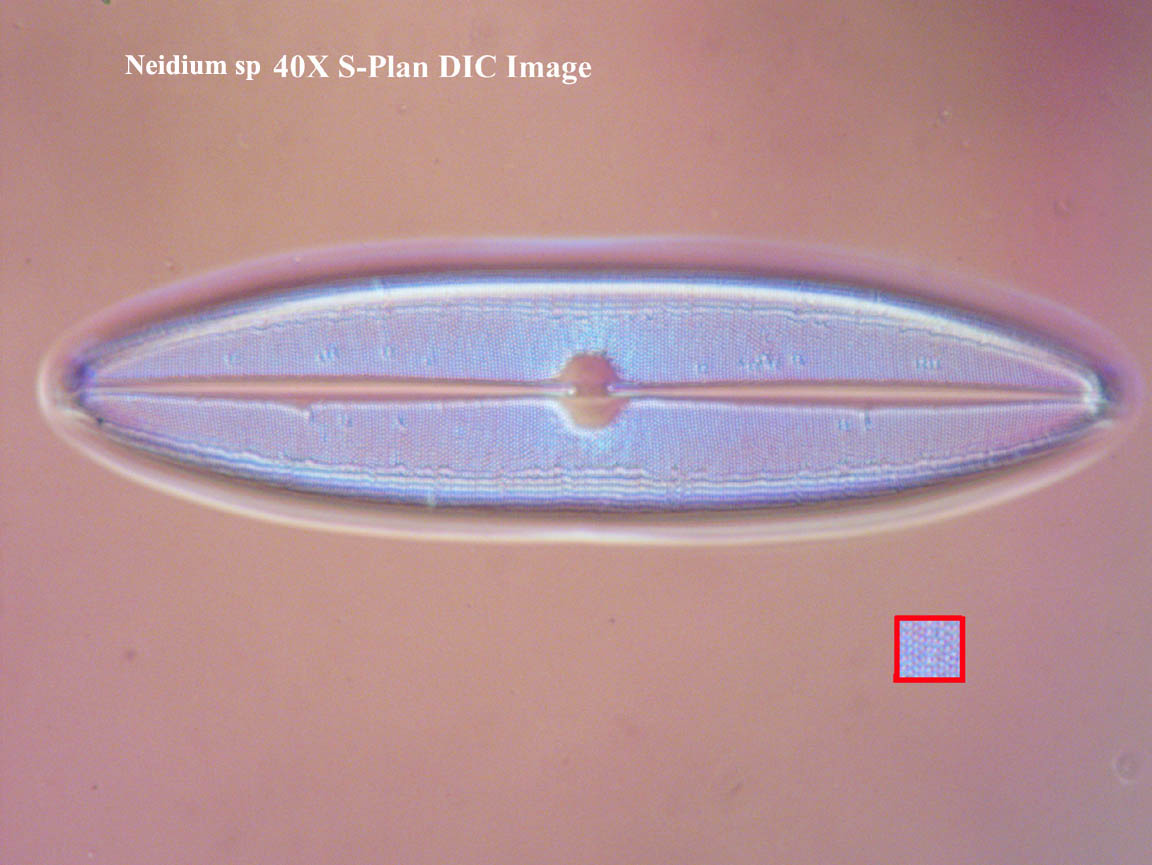 Firth test slide