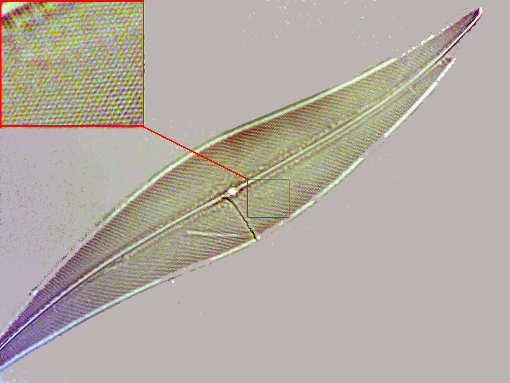 P. angulatum brightfield