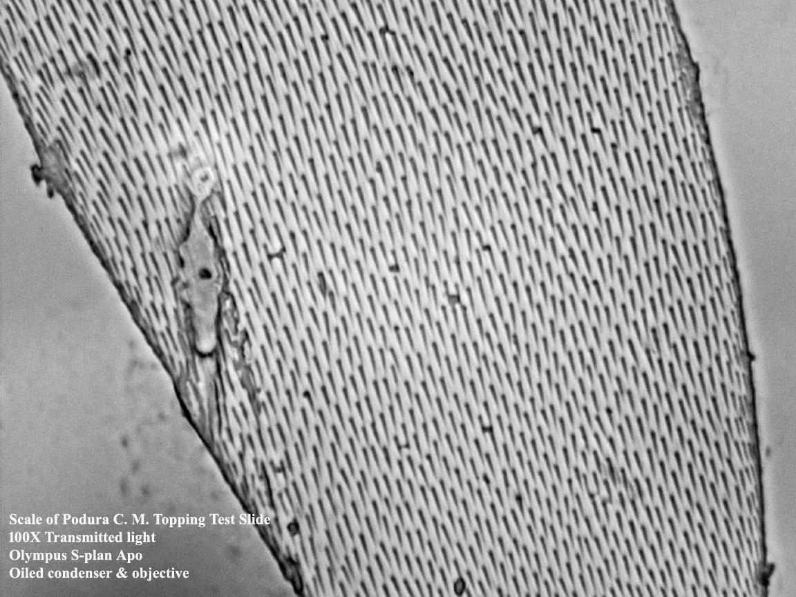 Scale of Podura 40X