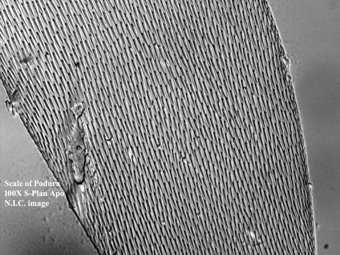 Scale of Podura 100X