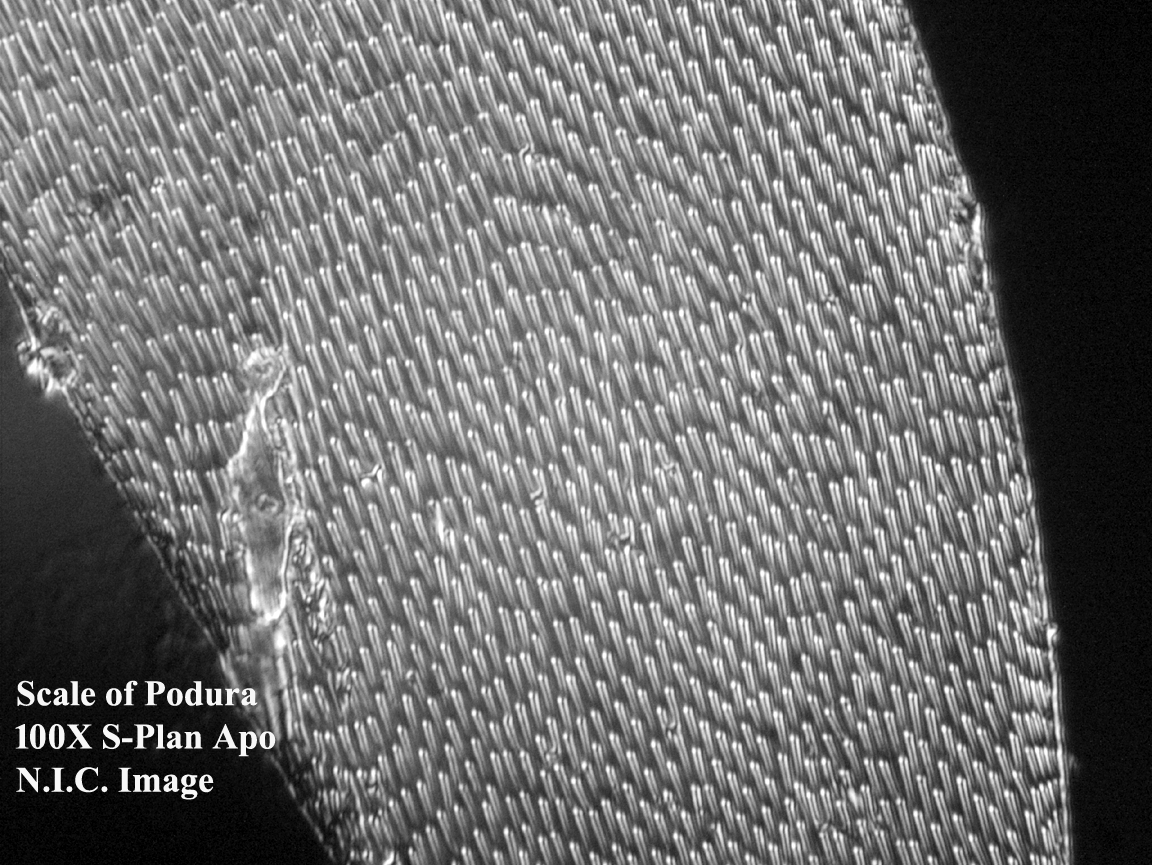 Scale of Podura 100X