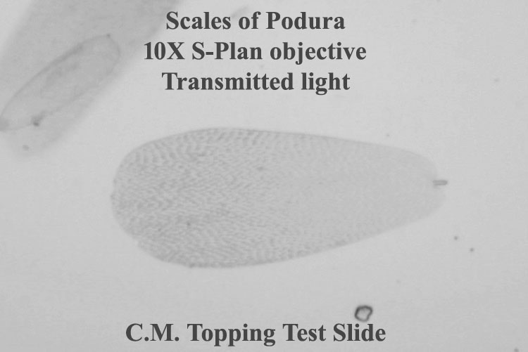 Scale of Podura 10X