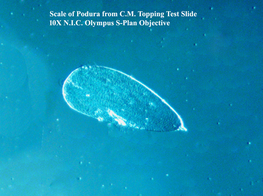 Scale of Podura 10X