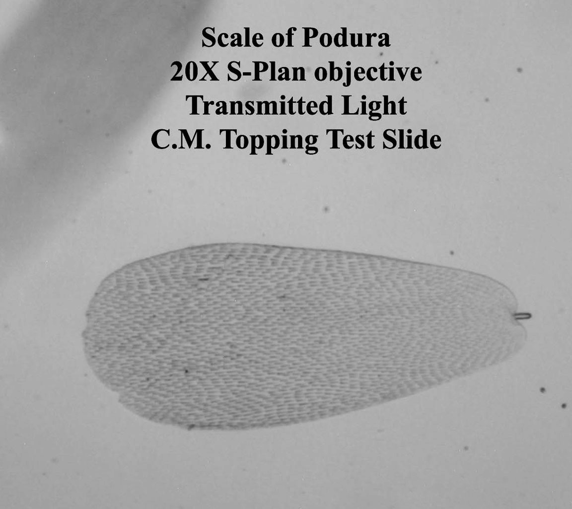 Scale of Podura 20X