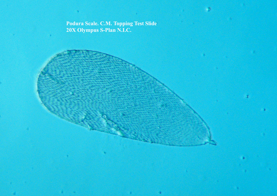 Scale of Podura 20X