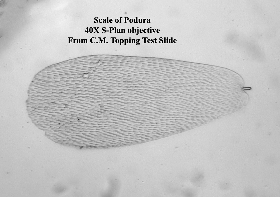 Scale of Podura 40X
