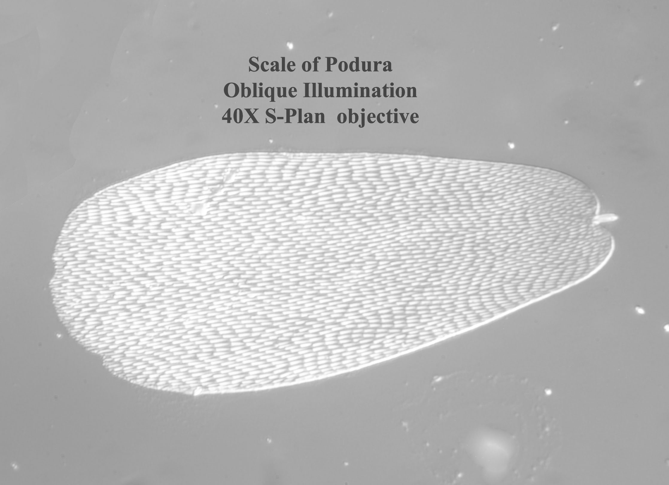 Scale of Podura 40X