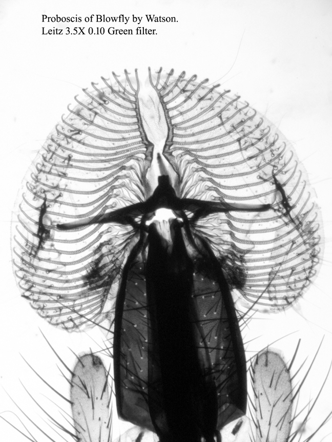 proboscis
