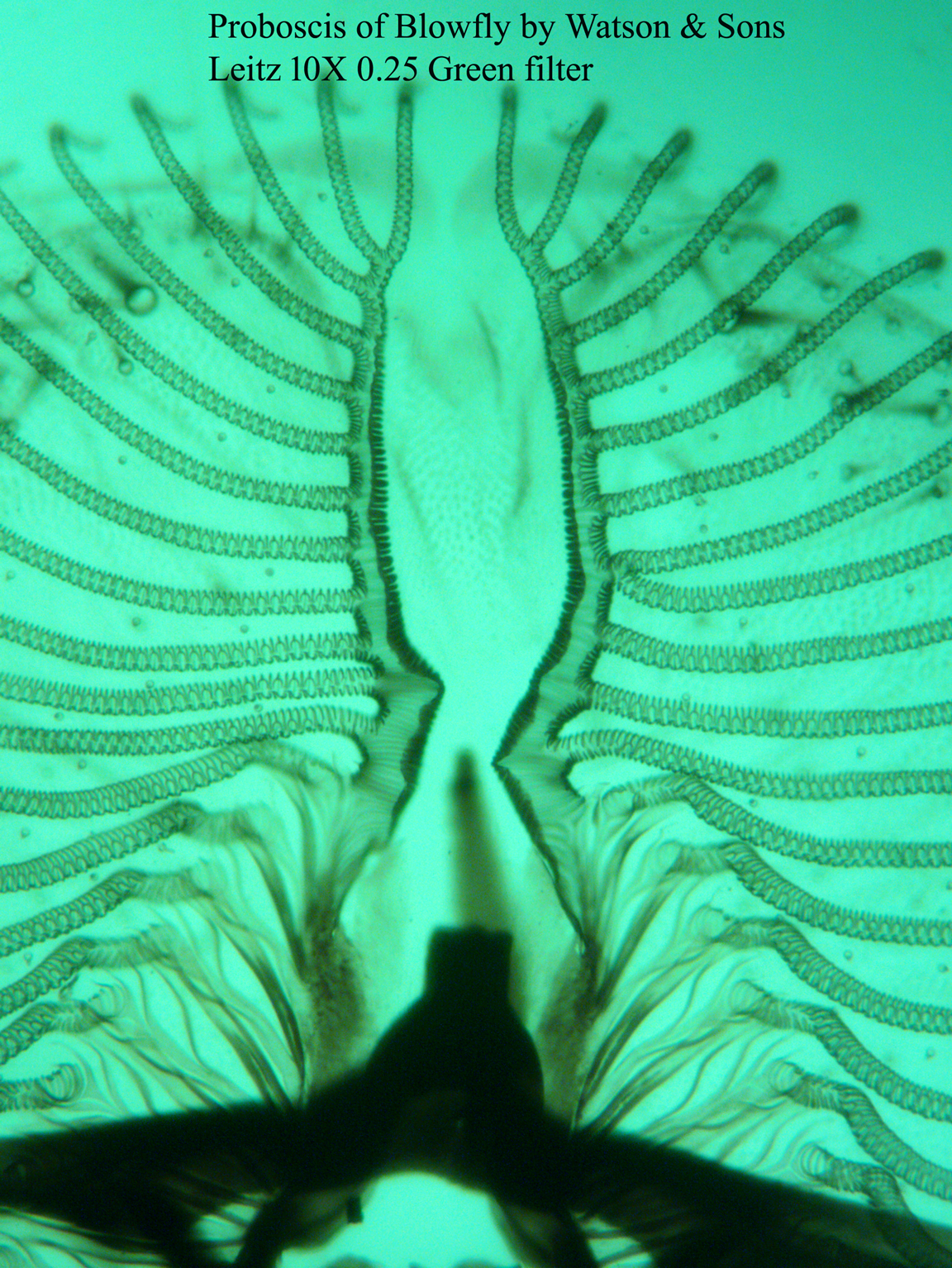 proboscis of blowfly