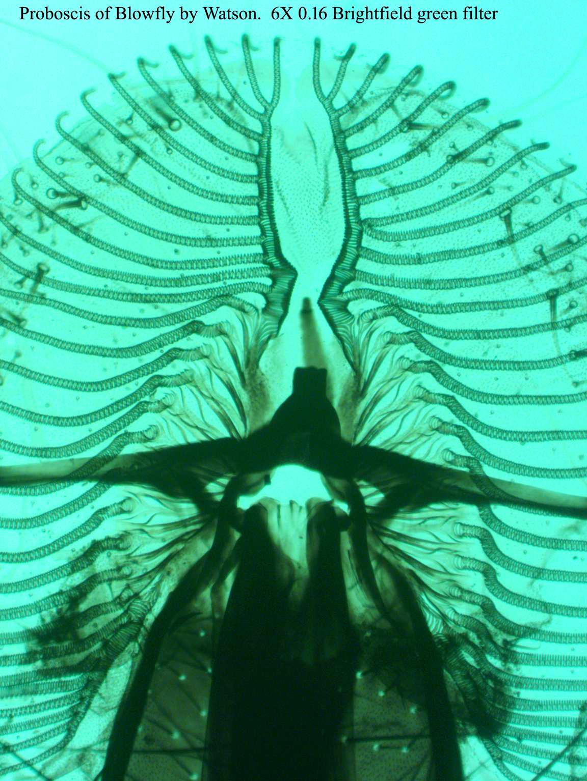 proboscis of blowfly