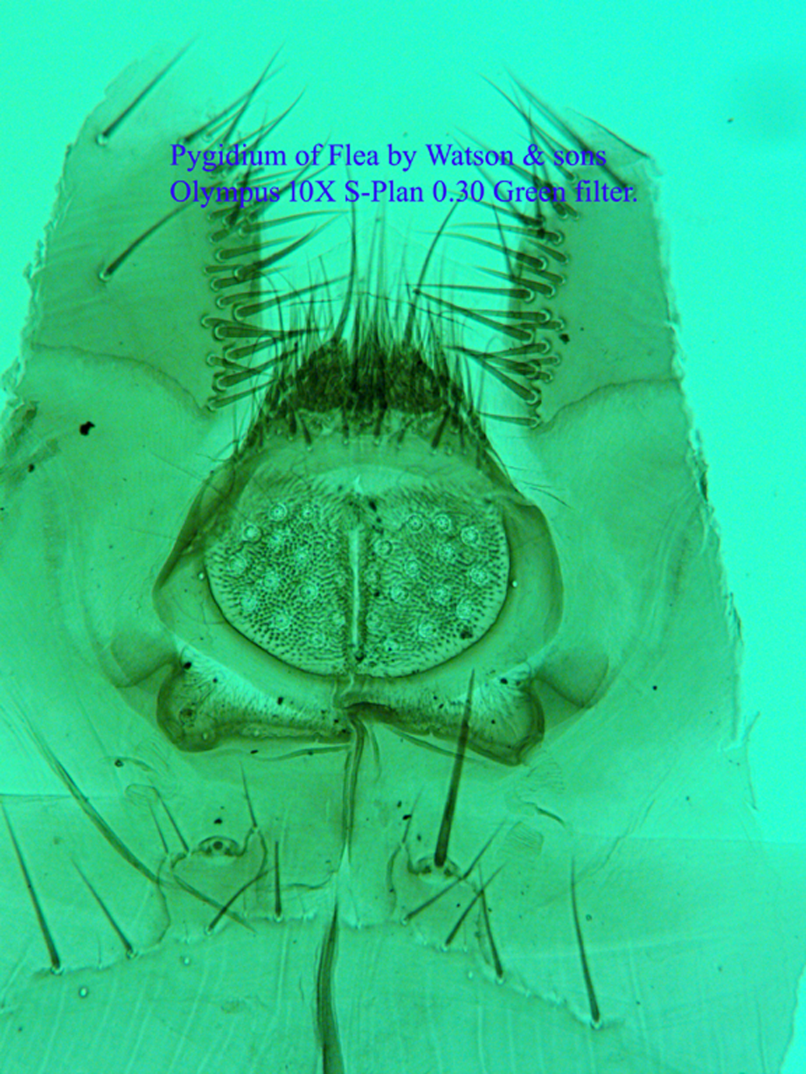 pygidium of flea