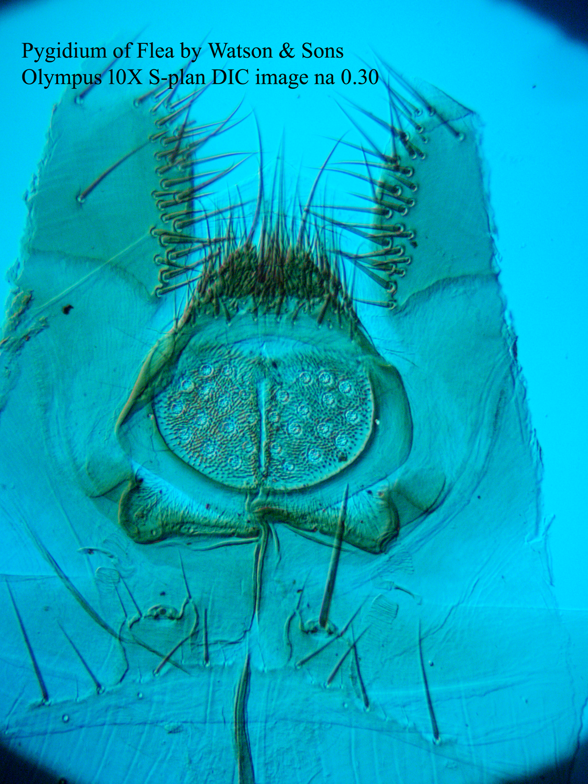 pygidium of flea