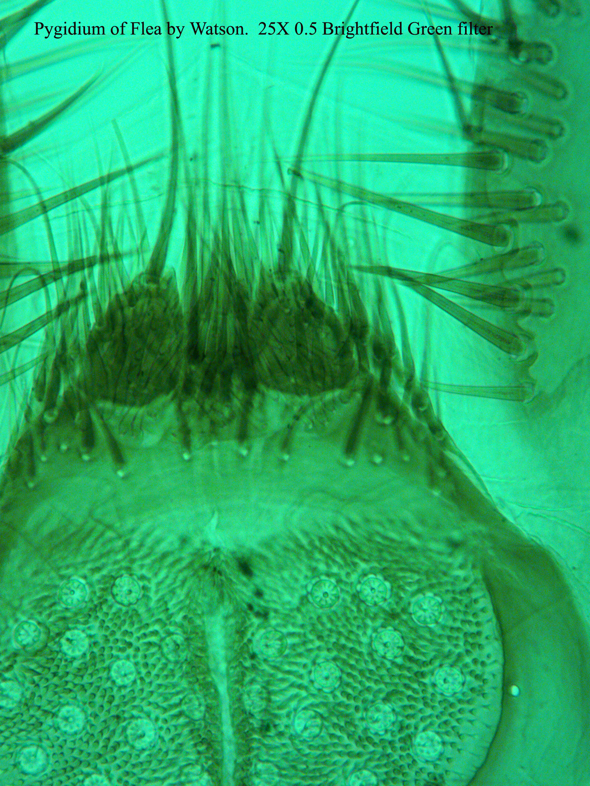 pygidium of flea