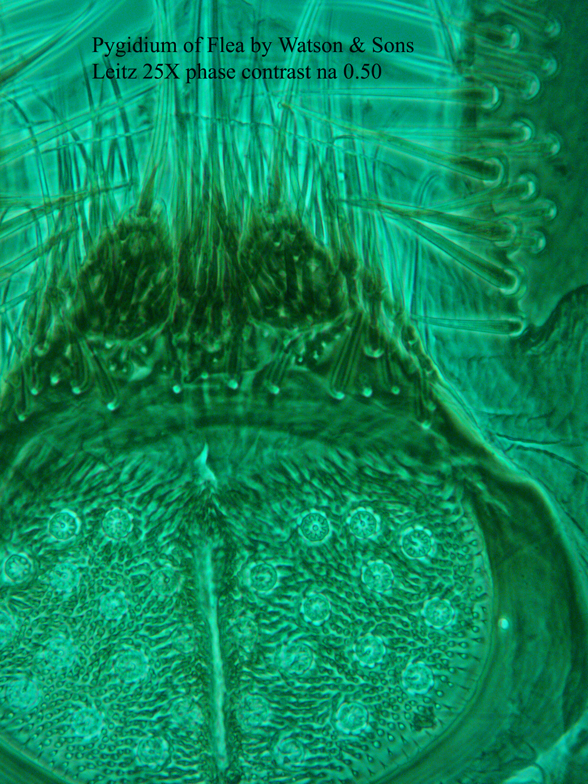 pygidium of flea