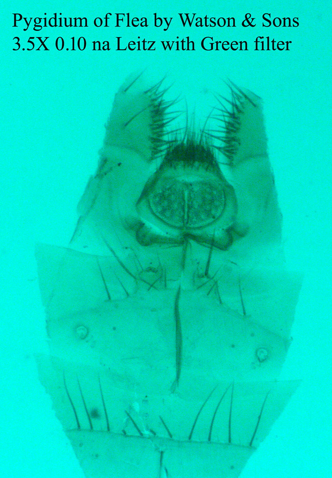 pygidium of flea