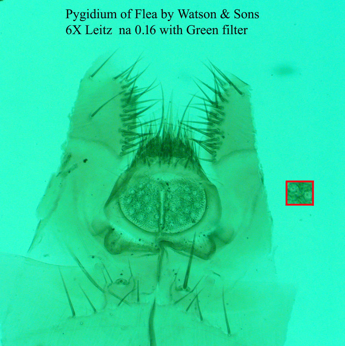 pygidium of flea