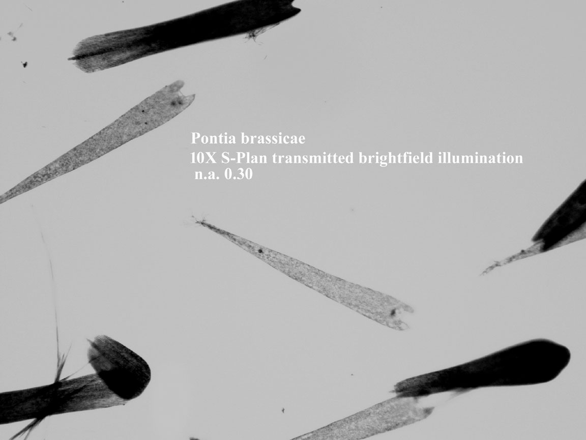 Pontia brassicae