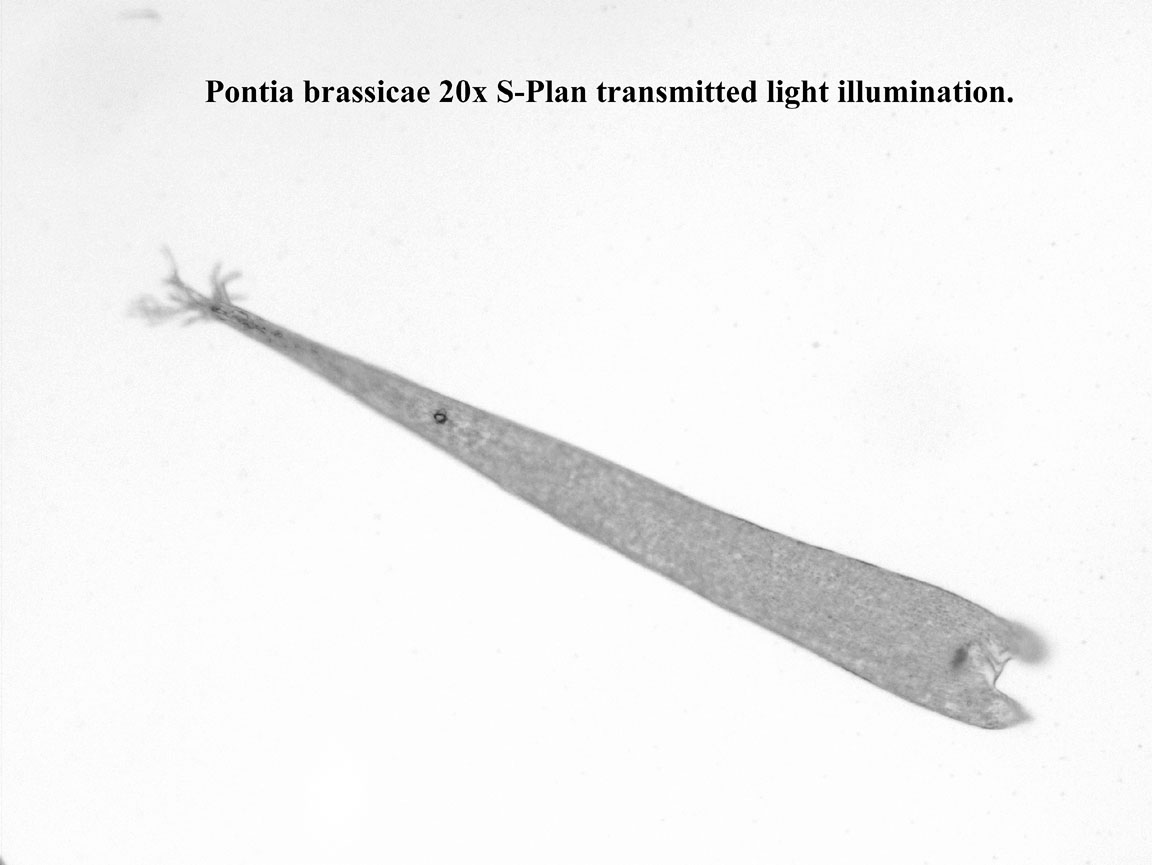 Pontia brassicae