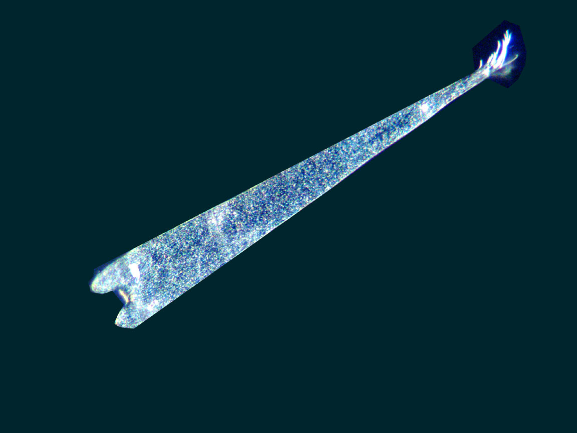 Pontia brassicae