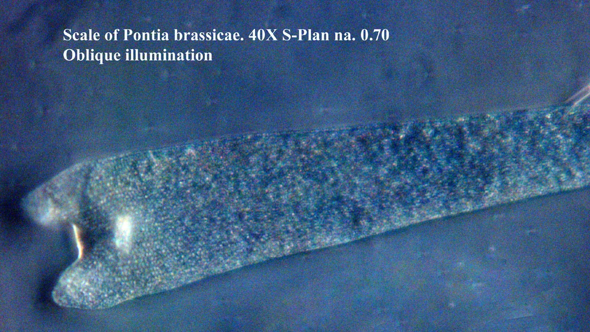Pontia brassicae